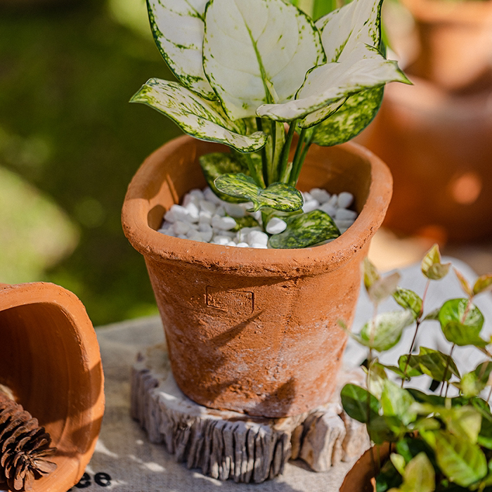 Red Clay Flower Pots for Succulents and Green Plants, Large Coarse Pottery Breathable Pots for Balcony Garden