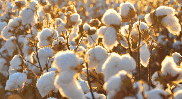 DM_20250920113243_012.gif