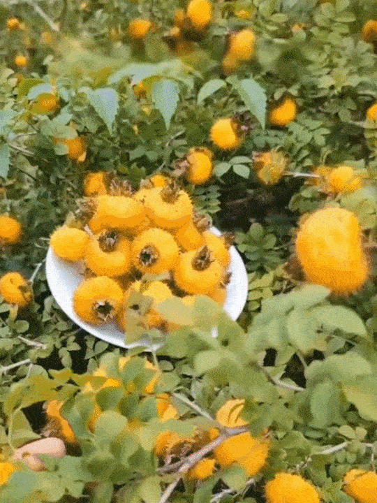 P_023.gif