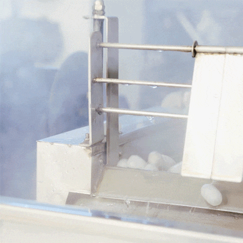 31.gif