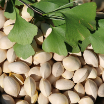 2023 Fresh ginkgo ginkgo fruit Shandong Tancheng fresh raw ginkgo high quality large particle unbleached raw ginkgo 5