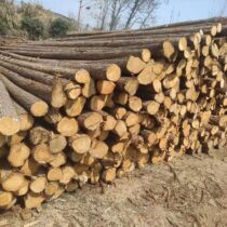 River slope protection pine wood pile civil construction foundation reinforcement round wood pile water conservancy construction fir wood pile peeled and sharpened piling wood