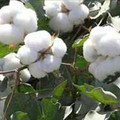 PPuurcotton全棉母婴时代的LOGO