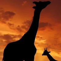 长颈鹿素材的头像-婚礼素材网