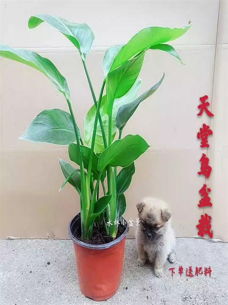 冬季小景四幅组，客厅餐厅新宠儿！