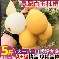 SF air transports Sichuan white jade loquat extra large fruit fresh fruit for pregnant women sweet pipa 5 pounds seasonal fruit now picked