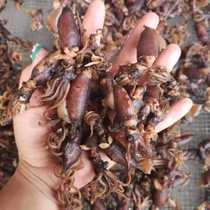 Dried sea rabbit seafood squid sea hare non-special grade full-seeded cuttlefish dried small squid large tube fish