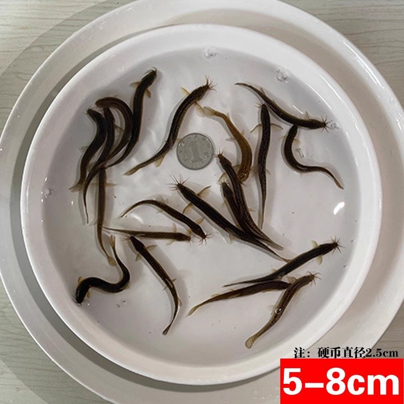 大连海捕石头鱼:鲜活虎鱼,先生鱼,每日新鲜直送,500g一条,尝鲜不等待!🐟 -其它-淘宝百科网