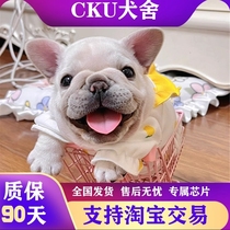 Zhejiang Pure Breed Pharatry Young Dog French Bulldog Lineage Short Body Bulldog Cream Black Blue Cow Incow Training