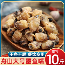 Cuttlefish Mouth Squid Mouth Fish Mouth Octopus Squid Mouth Seafood Dried Goods Medium and Large Size Zhoushan Specialty Food Commercial