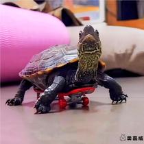 Turtle skateboard pet toy parrot skateboard model toy finger mini decompression toy funny advanced diy