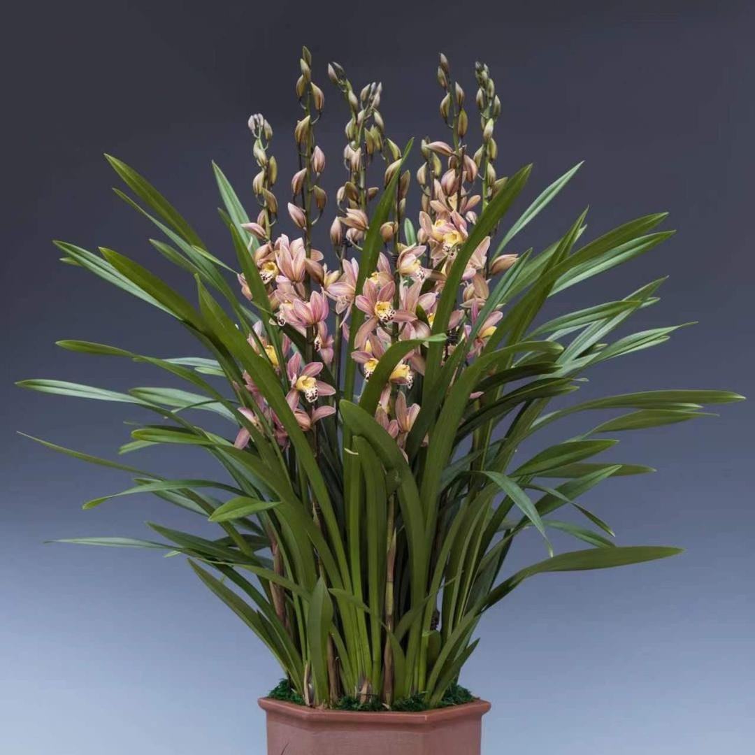 飞粤绿鲜植兰花