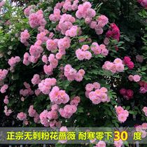 Internet celebrity cold-resistant pink flowers many flowers easy to live Seven Sisters rose few thorns thornless rose garden climbing vine in all seasons