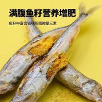 New spring fish freeze-dried cat snacks small fish dried cat snacks quail fattening gill-full seeds calcium supplement for adult cats and young cats