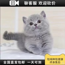 Pure Breeds British Short Blue Cat Short Footed Cat Blue Cat Puppets Puppets Blue Platinum Silver Progressive Layer Cat Beauty Short Kitty Living
