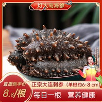 Denghuo Island Dalian sea cucumber 6-8cm 7A selected Liao sea cucumber ready to eat 20 heads 500g