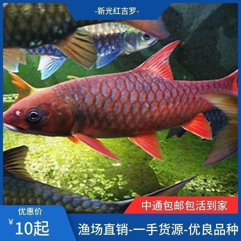 新手养鱼首选!新光蓝吉罗鱼苗,轻松打造风水宝盆! -鱼-淘宝好物网