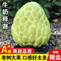 SF milk pineapple custard apple large fruit fresh seasonal sweet Buddhas head fruit custard apple a whole box of Buddhas head fruit