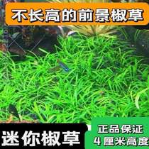 仿真懒人底部草皮铺垫]水族沉底草坪内饰饰造景鱼缸水草摆件装饰