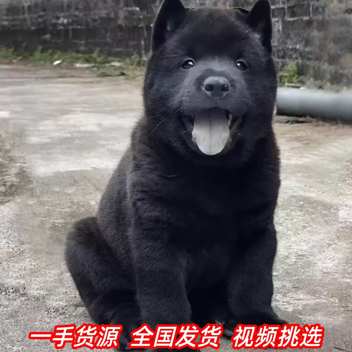 巨型高加索犬陪伴宝宝，画风超帅，美国铲屎官：很难养，要慎重！-yeeyi, image size:1200x1200