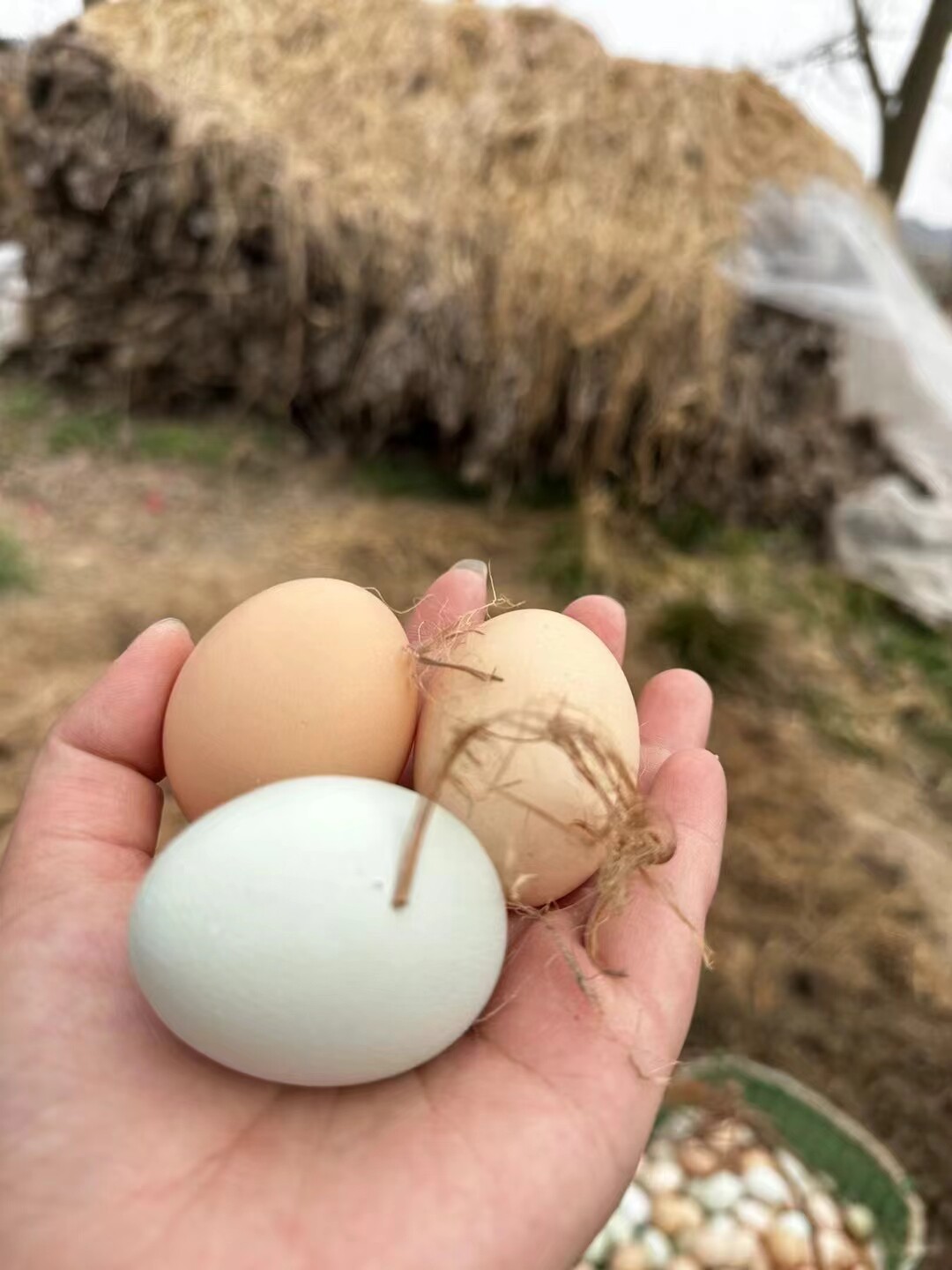 湖北随州特产
