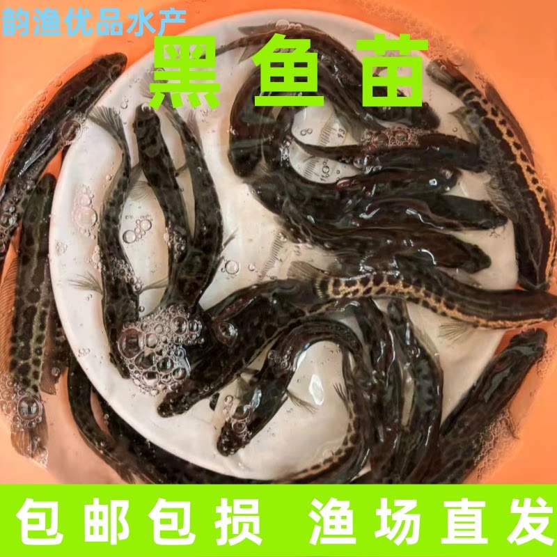 黑鱼苗乌鱼淡水养殖生鱼活体乌鳢财鱼斑鱼特大好养凶猛冷水观赏鱼!新手也能养出神兽?!-鱼苗-淘宝好物网