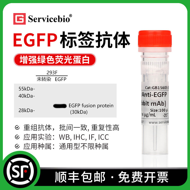 EGFP 标签抗体 Anti-EGFP antibody 增强型绿色荧光蛋白小鼠兔mAb
