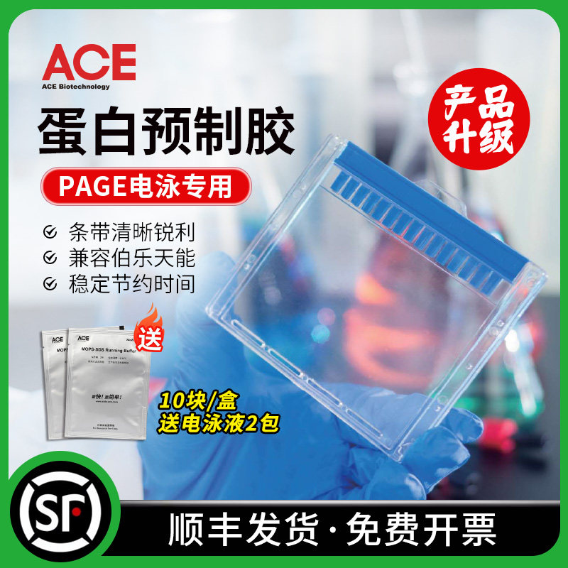 ACE 蛋白预制胶SDS-PAGE电泳蛋白胶 WB梯度胶 兼容伯乐/天能/六一mini槽