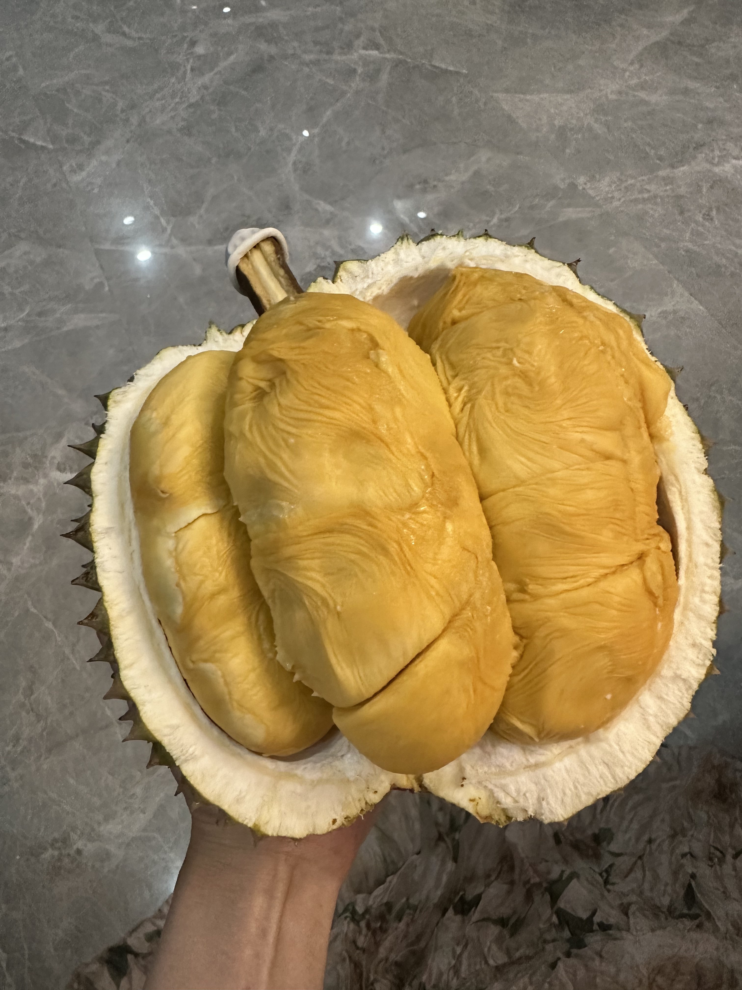 榴莲引力