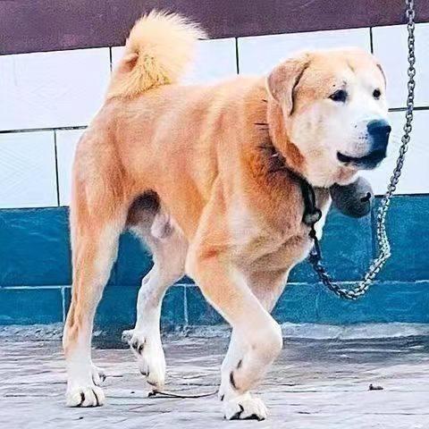 太行犬：山西田园土狗中的猎犬之王？🐾全面解析与推荐-狗狗-淘宝好物网