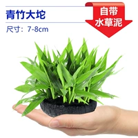 【Принесение базы питания ❤】 Южноамериканский зеленый бамбук Datuocao трава