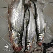 Crooked mouth bait loach fishing medicine nest making material wild fishing artifact summer special bait soaked in corn small white strips for raft fishing