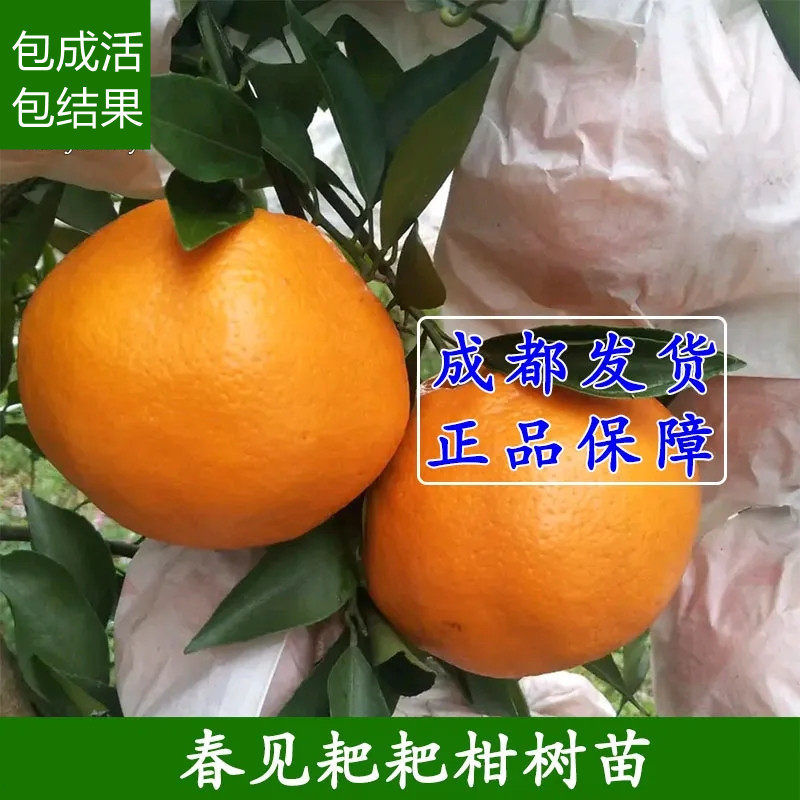 枳壳苗枸桔苗柑橘嫁接砧木苗：种植新手也能轻松上手的铁篱笆刺小苗🌿-宿根-淘宝百科网