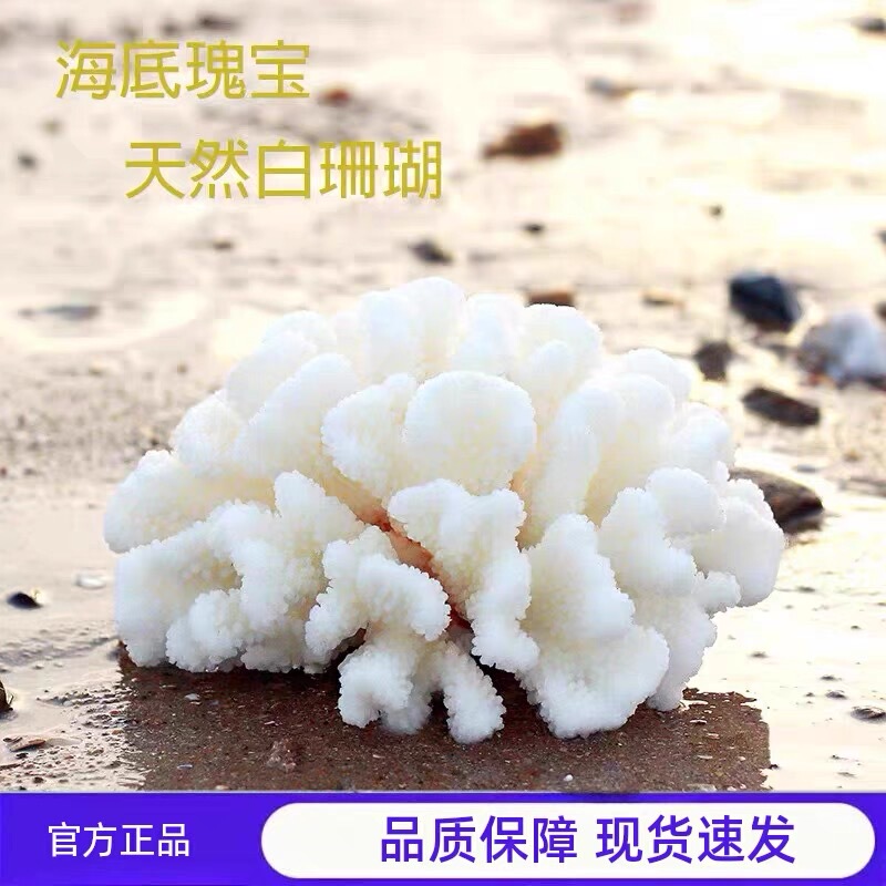 Natural White Coral Cauliflower Antler Conch Shell Photo Background Home Decoration Fish Tank Aquarium Crystal Demagnetization