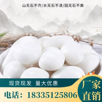 Shandong white pebbles large and small pebbles natural rain flower stone raw stone courtyard balcony landscaping paving white stone