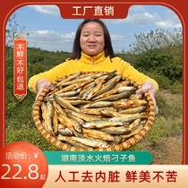 Hunan specialty fire-baked fish fresh and fragrant dried fish farm-made cured fish pickled fish smoked freshwater small fish dried goods