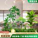 Simulated Green Plant Landscaping Combination for Large Commercial Store Window Decoration, Indoor Home Partition, and Floor-Standing Ornaments