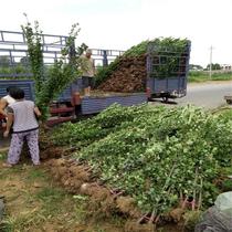Four Seasons Evergreen Hokkaido Yellow Poplar Cold Green Fence Wall Plant Large Leaf Hokkaido Yellow Poplar Patio Green Miao Wood