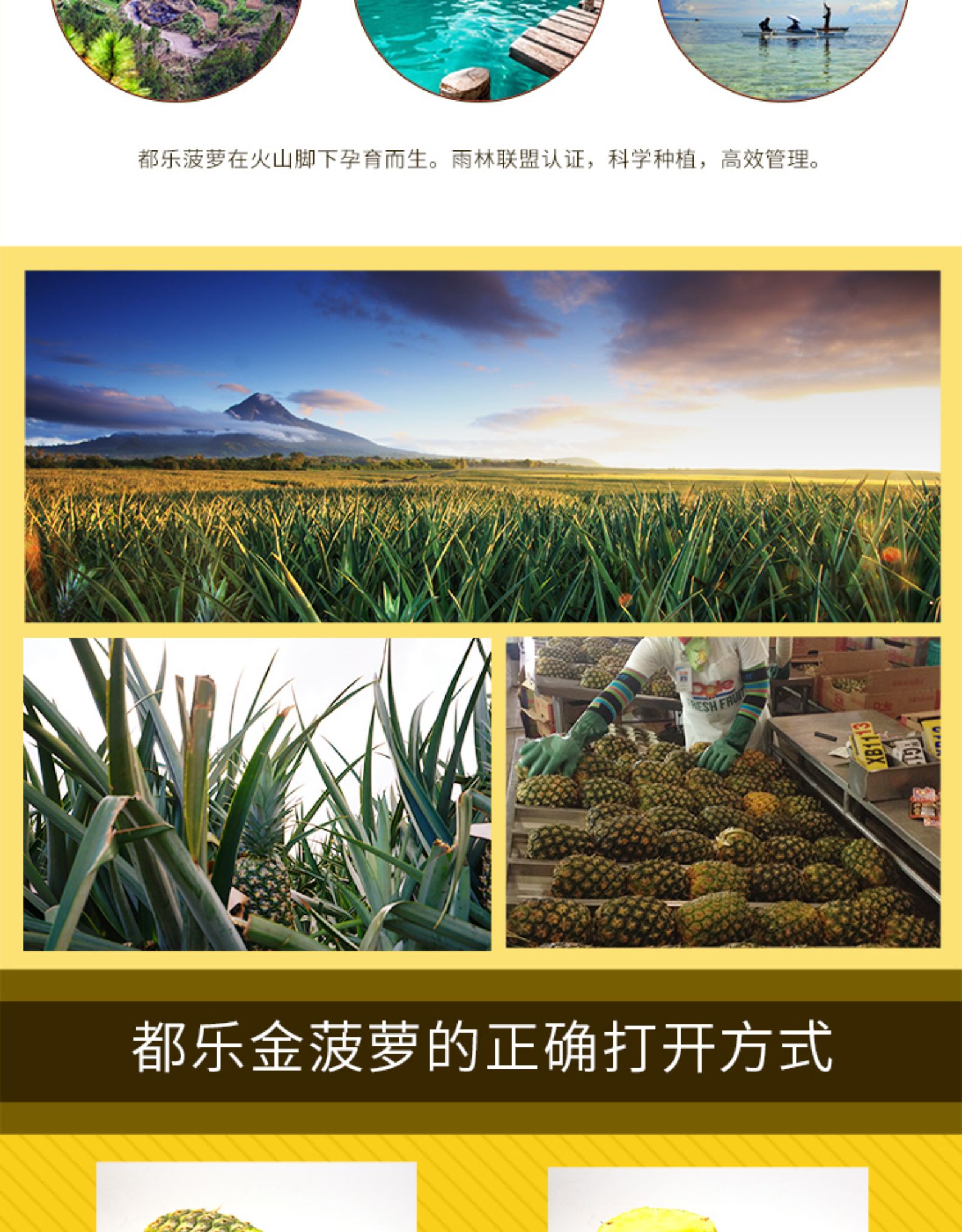 菲律宾进口 Dole都乐 无冠金菠萝 800g*2只 图5