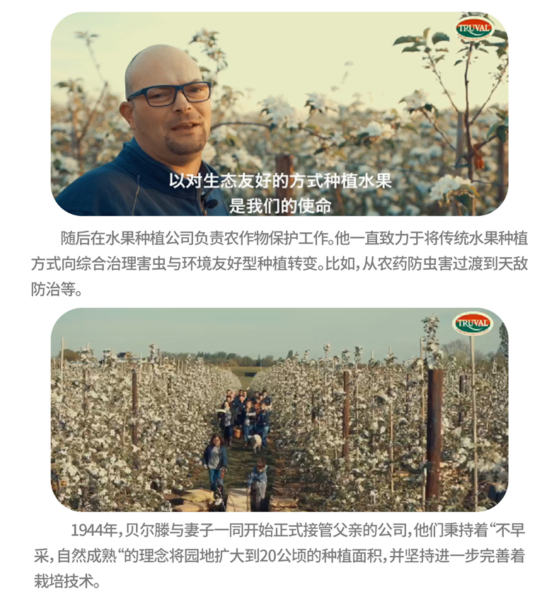 比利时进口 都乐 Dole 啤梨 8只 单果约120g 图5
