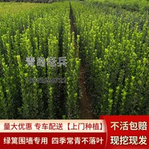 Hedge plant large-leaved Hokkaido boxwood upright holly seedlings all-season evergreen cold-resistant courtyard wall hedge saplings