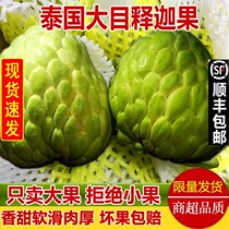 Thai big-eye pineapple custard apple 5 pounds fresh custard apple Buddha head fruit large fruit pregnant women 10 SF