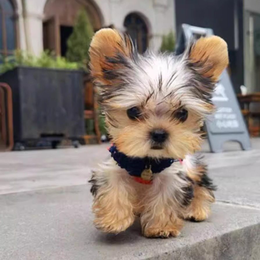 百科| 约克夏犬，英国的捕鼠小公主_搜狐网, image size:894x894