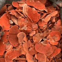 Yunnan Hongshuan Antrodia camphorata can be paired with Phellinus mulberry cat scratch grass 250 500g