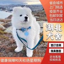 Wuhan Pure Breed Sammoye Young Dog Bear Edition Samo Yeo Young Dog Smile Angel Samo Yeo Young Dog Pet Dog Training