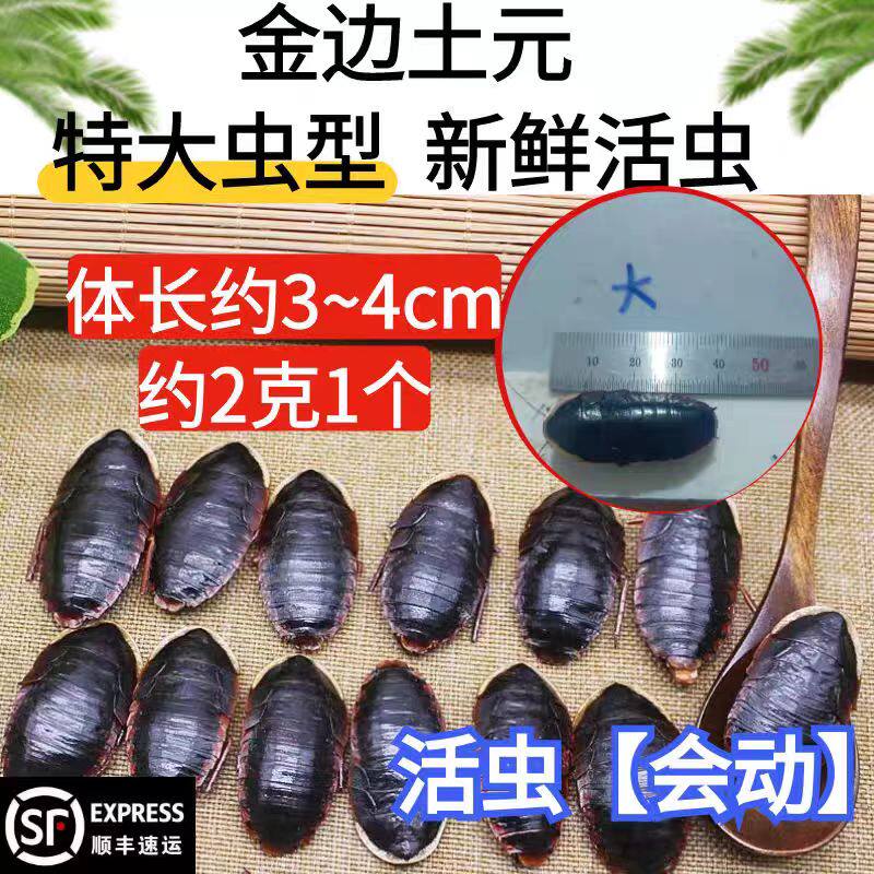 金边土元虫:中药材界的接骨高手,特大虫活体种苗等你来领养!-昆虫蛹-淘宝好物网
