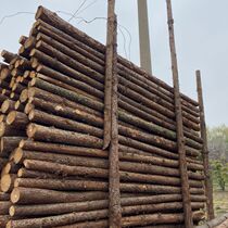 Fir log piles river piles pine wood piles outdoor river revetment pine log piles larch wood piles piling