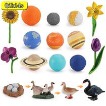 Simulation Cosmic Planet Model Animals Growth Cycle Flower B