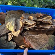 Goats hoof beetle leaf rat woman watermelon insect pet rain tank landscaping food leaf specimen hot beetle mat material