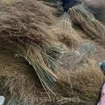 Materials for replacing brooms: Bamboo sanitation materials: Nanzhu head bamboo broom broom broom head cheap use large bamboo branches